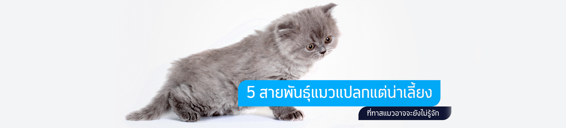 5 สายพันธุ์แมวแปลกแต่น่าเลี้ยงที่ทาสแมวอาจจะยังไม่รู้จัก